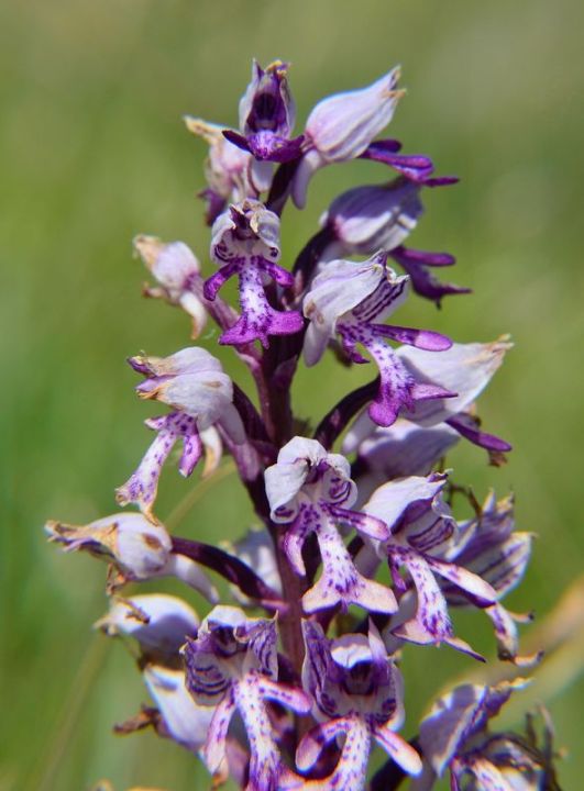 Orchis militaris apuana